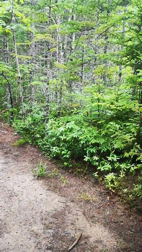 Golden Retriever Dives Into Mud Puddle