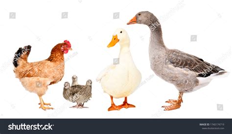 4,702 Goose Duck Chicken Rooster Images, Stock Photos & Vectors ...