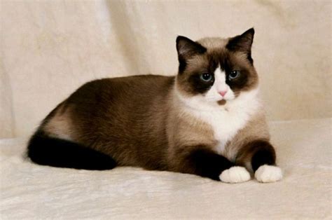 Snowshoe cat for sale price range. Where to buy Snowshoe kittens? 2024 ...