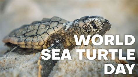 Help Us Celebrate World Sea Turtle Day Youtube