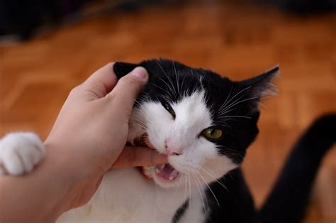 Why Cats Bite You Common Reasons And Best Tips To Prevent