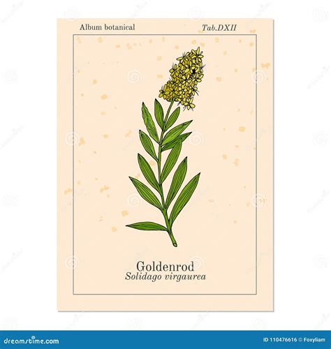 Goldenrod Solidago Virgaurea , or Woundwort, Medicinal Plant Stock