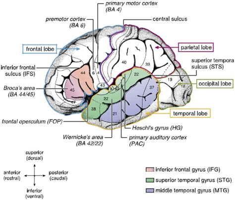 Principais estruturas cerebrais ligadas à linguagem Download