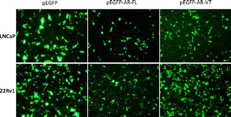 Figure 1 From Melatonin Inhibits Androgen Receptor Splice Variant 7 Ar