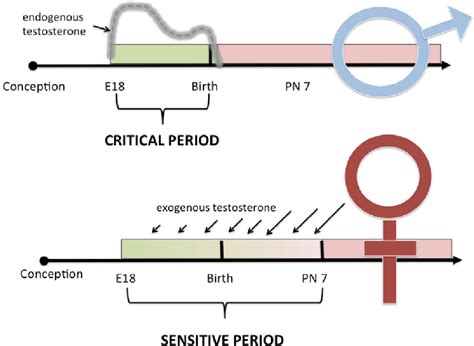 Figure From How To Study The Origins Of Sex Differences In Brain And Behavior Semantic Scholar