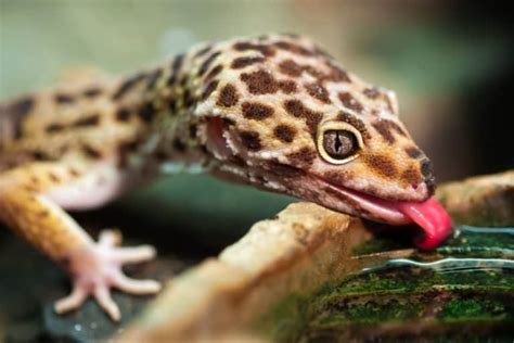 76 Leopard Gecko Names: A List of the Best, Cute, & Fun Ones