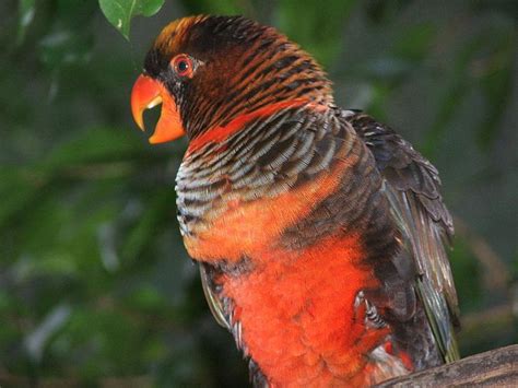 115 best images about Small Tropical Birds on Pinterest | Tropical, Ecuador and Colorful birds