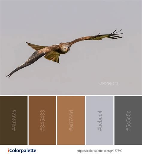 9 Harrier Color Palette Ideas In 2024 Icolorpalette