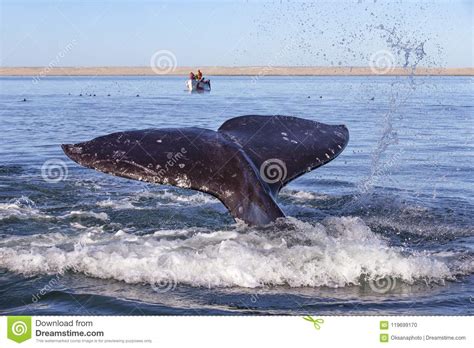 Whale watching in Baja editorial image. Image of ocean - 119699170