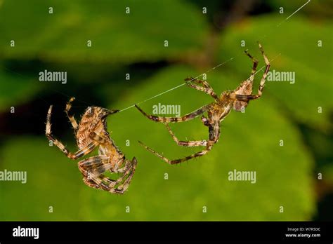 Garden Spiders Araneus Diadematus Male On The Right Is Attempting To Mate Lewisham London