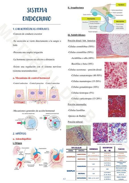 Histología Del Sistema Endocrino Briggitte Yamilé Suarez Esteban Udocz