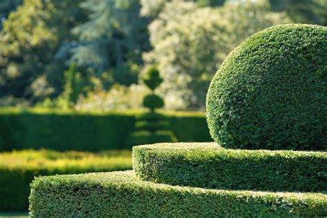 How to Properly Prune Boxwood Shrubs