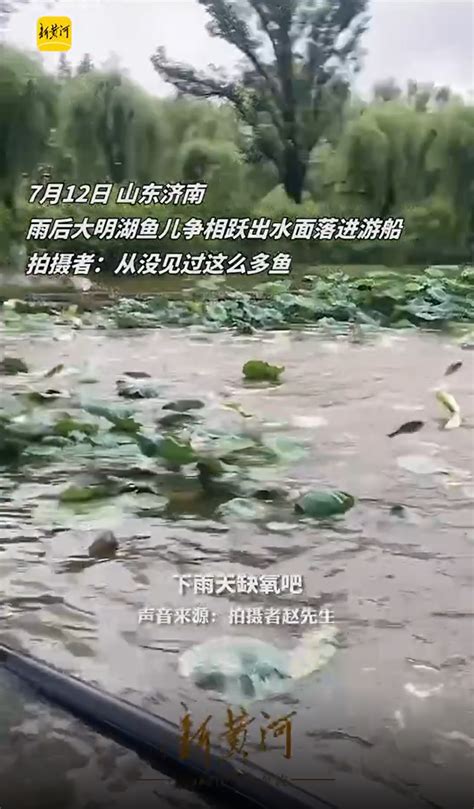 高温缺氧？受到惊吓？大明湖群鱼“跳水” 权威解答来了！ 在临沂