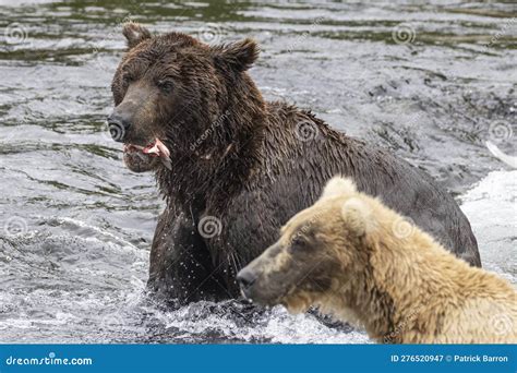 Coastal Brown Bear Fishing in Katmai Stock Image - Image of scenery ...