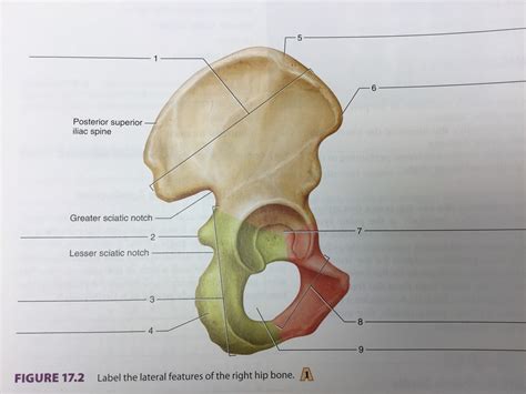 Lab 17 Figure 17 2 Right Coxa Diagram Quizlet