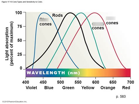 cone types and sensitivity to color Diagram | Quizlet