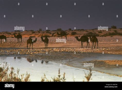 Camels in the Sahara desert Stock Photo - Alamy