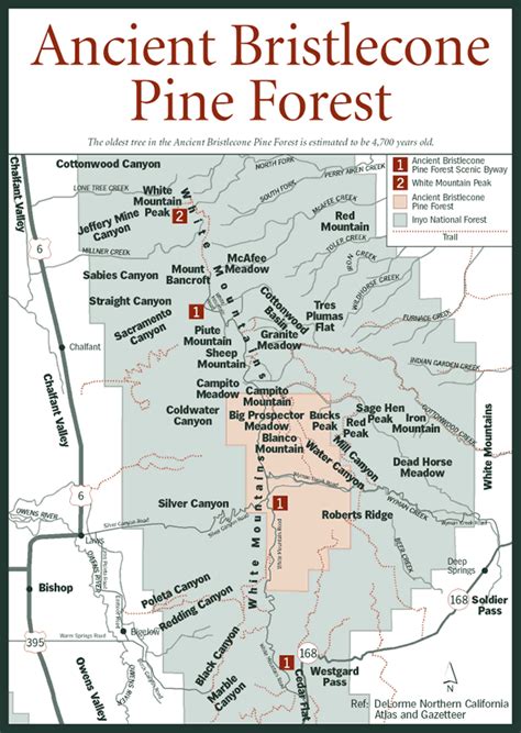 Bristlecone Pine Tree Map