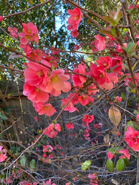 5 Flowering Quince Chaenomeles Cuttings For Propagation Etsy