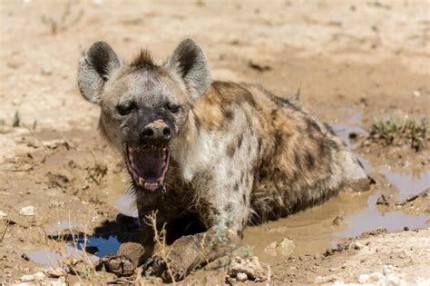 Premium Photo | Angry hyena resting in puddle on field