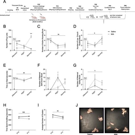 Of Mechanisms Affecting Milk Quality And Offspring Brain And Behavior