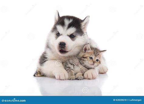 Śliczny Siberian Husky Szczeniak Cuddling ślicznej Figlarki Zdjęcie