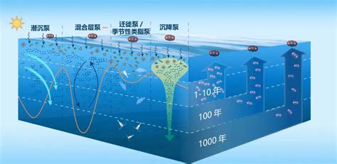 全球海洋生物碳泵分布格局获揭示—论文—科学网