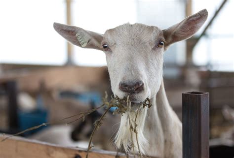 Feeding Dairy Goat Does During The Dry Period