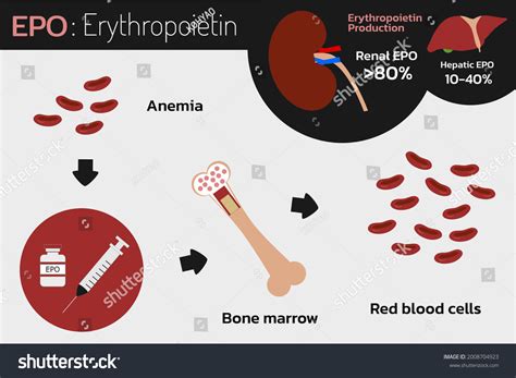 Erythropoietin (EPO) Production From Kidney Liver And, 47% OFF