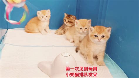 小奶猫见到喵生第一件玩具，全都懵了，集体排队发呆 Youtube