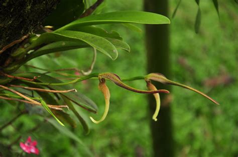 Bulbophyllum Antenniferum Orchidaceae Image At Phytoimages Siu Edu