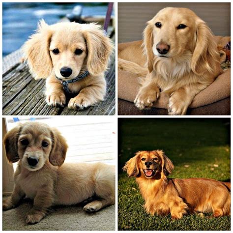 This Is A Goldenshund Golden Retriever Dachshund Golden Retriever