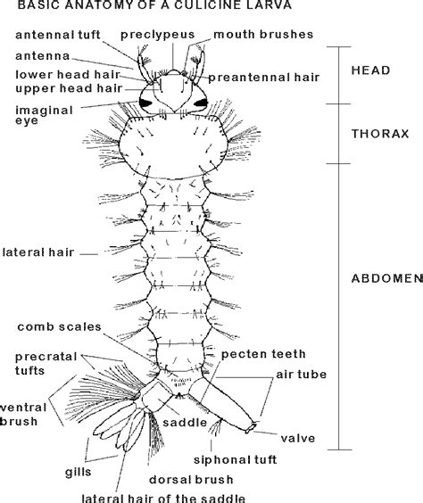 Larvae Anatomy