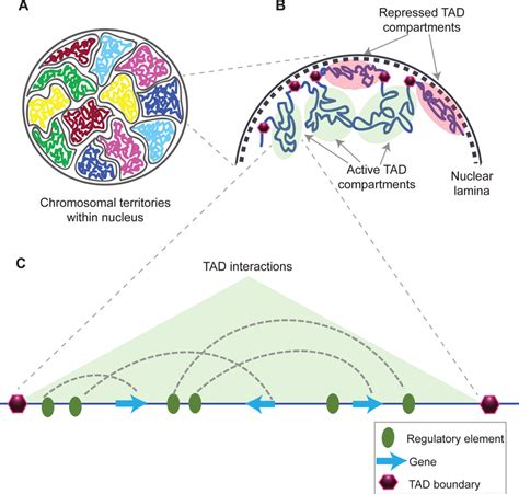 Topologically Associating Domains 인코덤 생물정보 전문위키