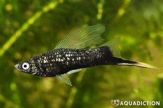 Swordtail Black Xiphophorus Helleri Var Black Fish Profile