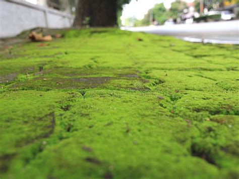 Green Moss On Sidewalks Roadsides Because There Is A Lot Of Moisture