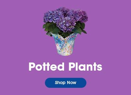 Kroger - Flowers & Floral Arrangements