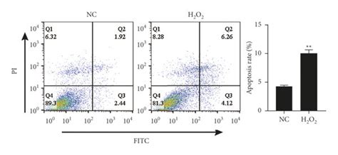 H2o2 Induced Apoptosis And Autophagy Of Np Cells A Cell Viability