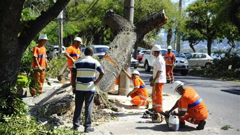 Poda Irregular Uma Das Principais Causas Para A Queda De Rvores No