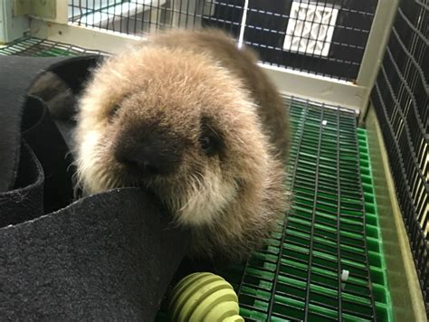 Aquarium of the Pacific | Aquarium Blog | Taking Care of a Sea Otter Pup