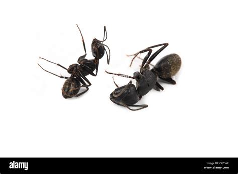 two dead ant Stock Photo - Alamy