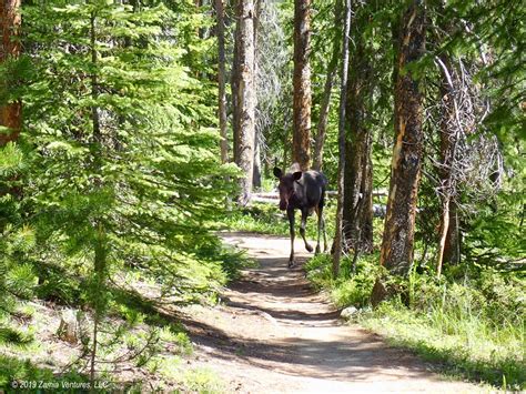 Goose, Geese, Moose, Meese: Grand Lake, CO – Zamia Ventures