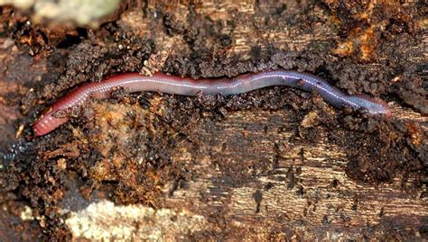 Dejar Shetland Escarcha Todo Sobre La Lombriz Roja Californiana En Todo