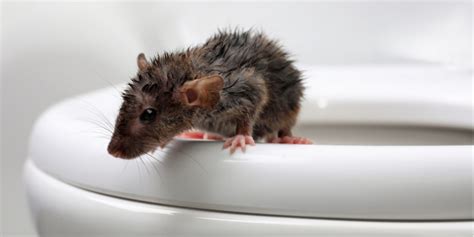 Toilet Troubles: Protecting Your Portland Home from Rat Invasions!