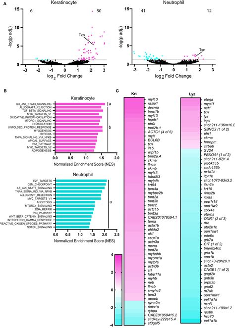 Frontiers Cell Type Specific Transcriptome Profiling Reveals A Role