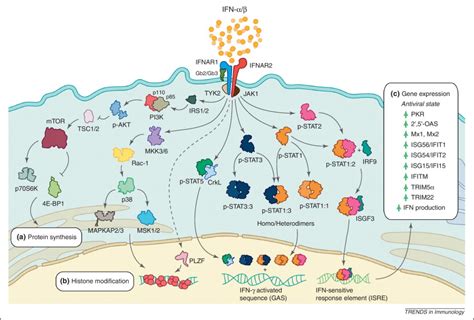 The Yin And Yang Of Viruses And Interferons Trends In Immunology