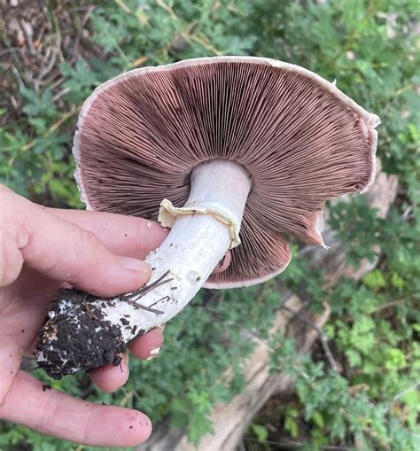 Edible And Poisonous Mushrooms That Grow In Colorado Westword