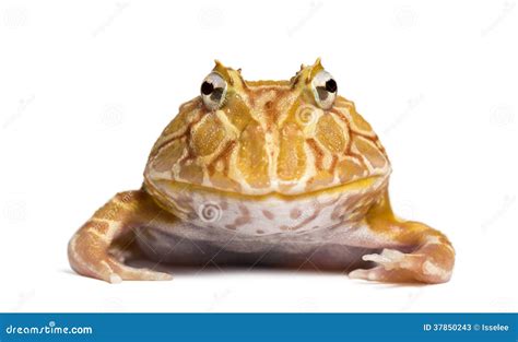 Front View Of An Argentine Horned Frog Looking At The Camera Stock