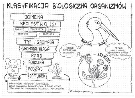Klasa 5 Klasyfikacja organizmów pakiet Złoty nauczyciel