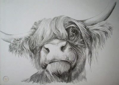 HIGHLAND COW PENCIL DRAWING - not a print! | #248574075